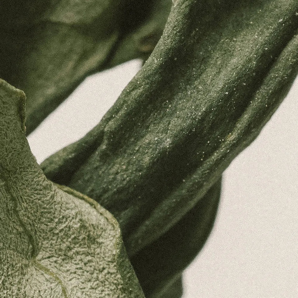 natural green leaf closeup